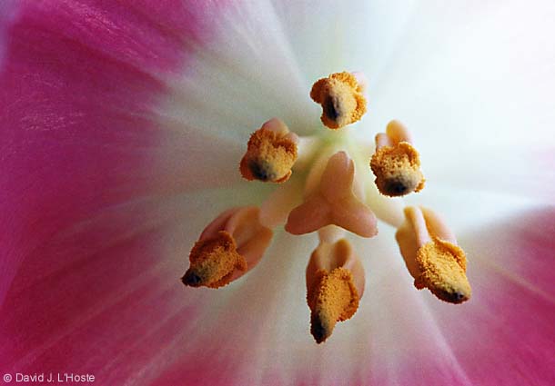Tulip Too 2002 - by David J. L'Hoste
