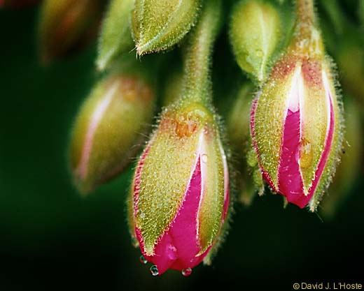 Geranium Buds 2002 - by David J. L'Hoste