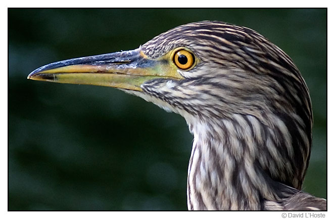 Photography by David J. L'Hoste -  -  Immature Black-crowned Night Heron - July 2004