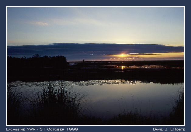 Lacassine NWR 31 October 1999 - by David J. L'Hoste