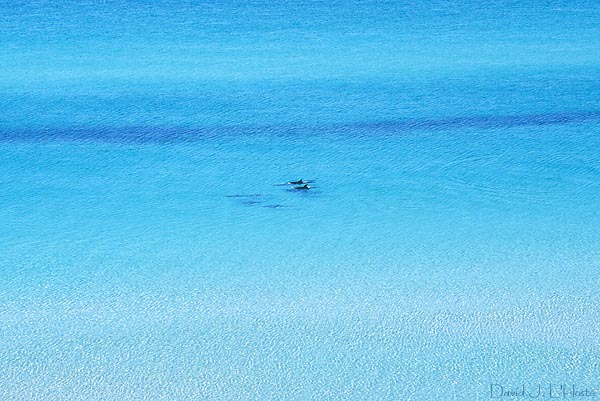 Pod of Bottle-nosed Dolphins passing. 991025, Destin, FL, by David J. L'Hoste
