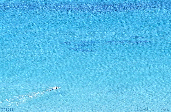Boy and the Dolphin.25 October 1999, Destin, FL, by David J. L'Hoste.