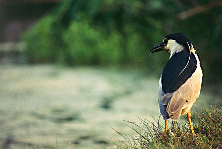 Black-crowned Night Heron