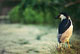 Black-crowned Night Heron