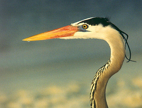 Great Blue Heron