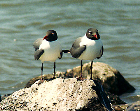 Laughing Gulls