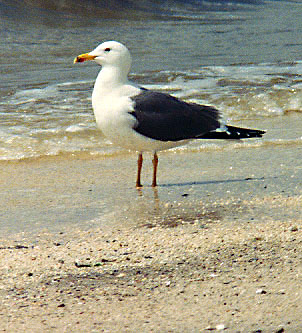 Lesser Black-backed Gull