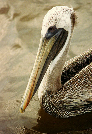 Brown Pelican