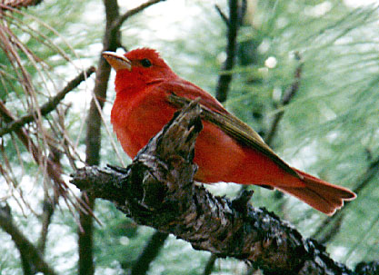 Summer Tanager