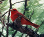 Summer Tanager