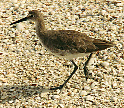 Willet