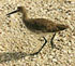 Willet