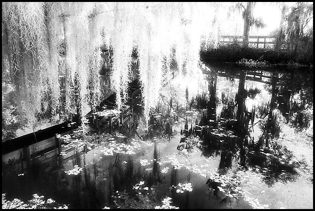 Jean Lafitte National Historical Park, 1992 - by David J. L'Hoste