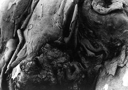 Bark, 1991 - by David J. L'Hoste