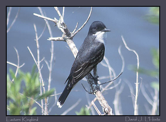 Eastern Kingbird by David J. L'Hoste