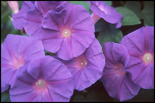 Morning Glories - May 2000 - David J. L'Hoste