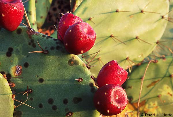Lindheimer Cactus, Cameron Parish, 29 Oct. 2000 - by David J. L'Hoste