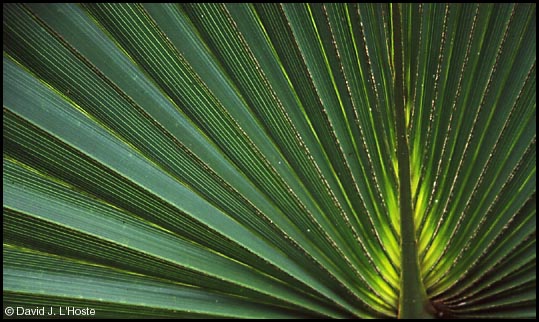 Palmetto, 2001 - by David J. L'Hoste