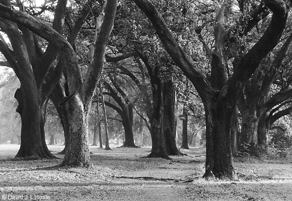 Audubon Park Oaks, 2001 - by David J. L'Hoste