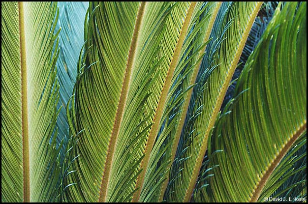 Fronds, 2001 - by David J. L'Hoste