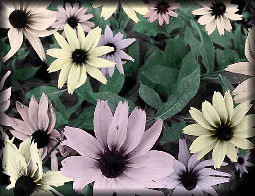 Painted Flowers by David L'Hoste