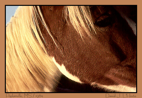 Horse - Poplarville, MS - 1984