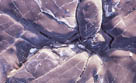 Point Lobos Too  1985