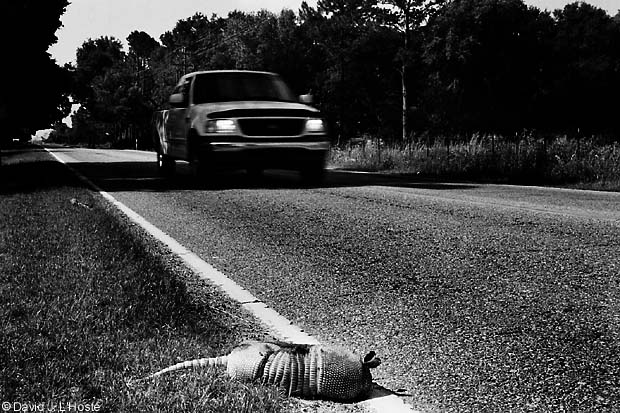 Armadillo