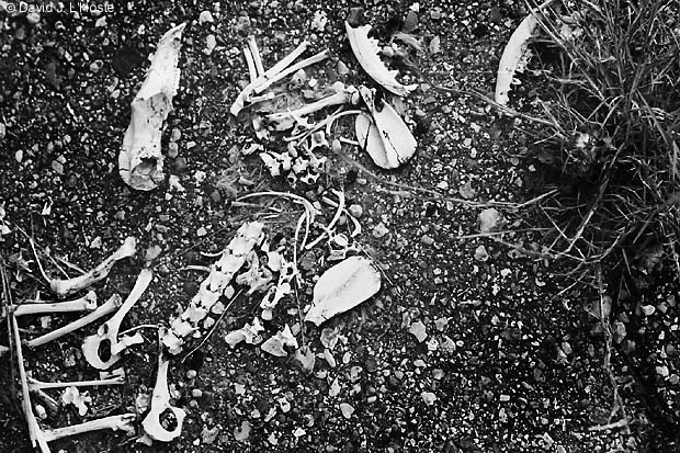 Bones