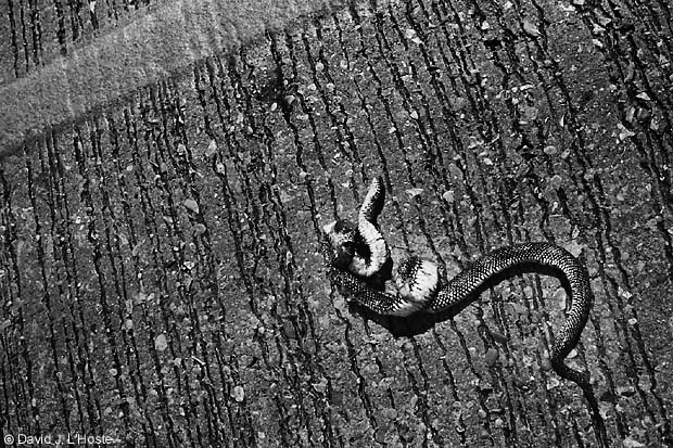 King Snake