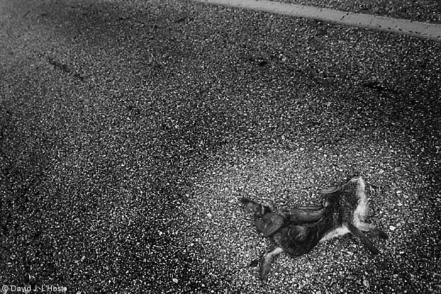Rabbit