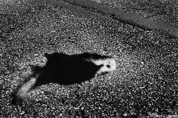 Striped Skunk