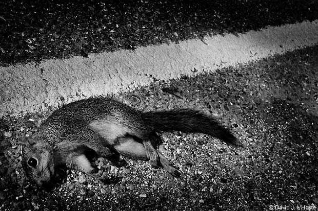 Fox Squirrel