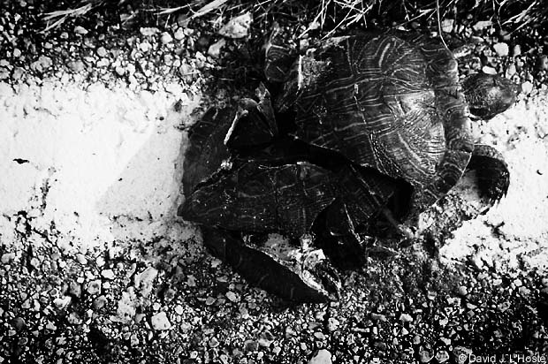 Red-eared Slider