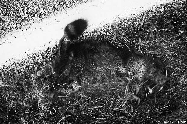 Racoon