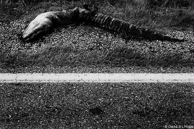 Alligator